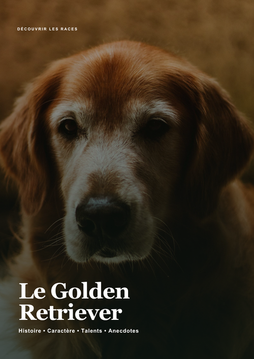 Découvre le Golden Retriever !