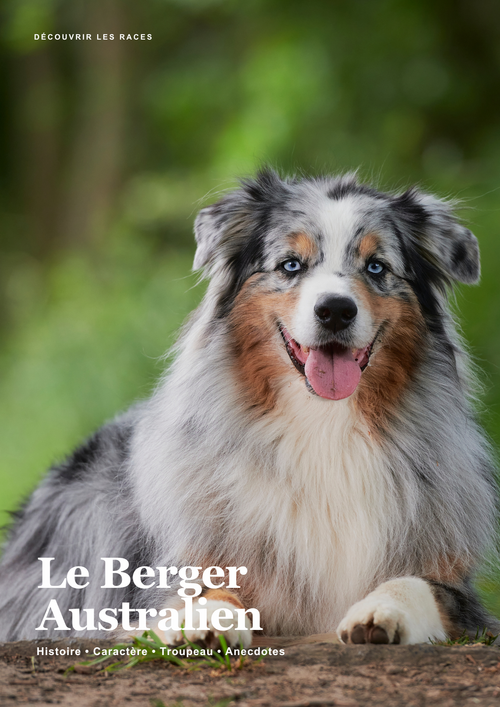 Découvre le Berger Australien