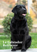 Découvre le Labrador !