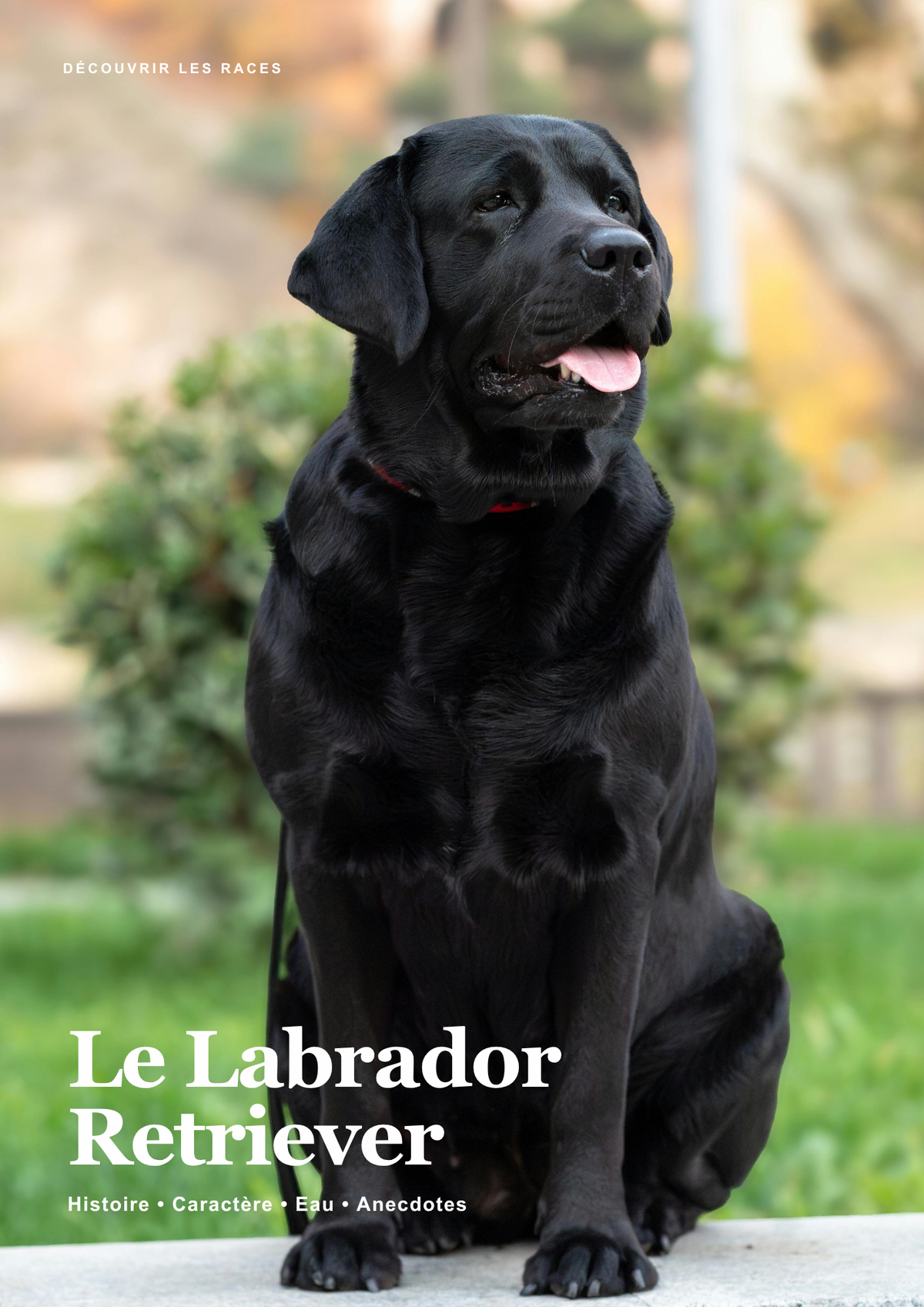 Découvre le Labrador !