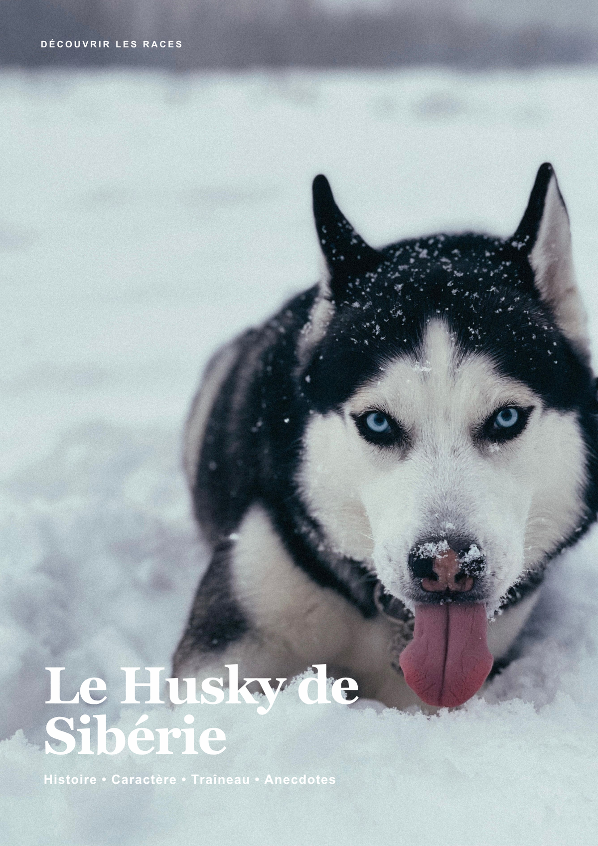Découvre le Husky !