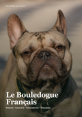 Découvre le Bouledogue Francais !