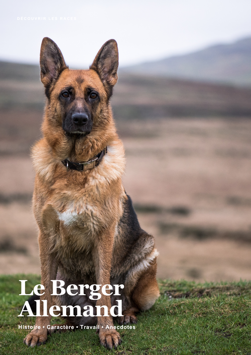 Découvre le Berger Allemand !