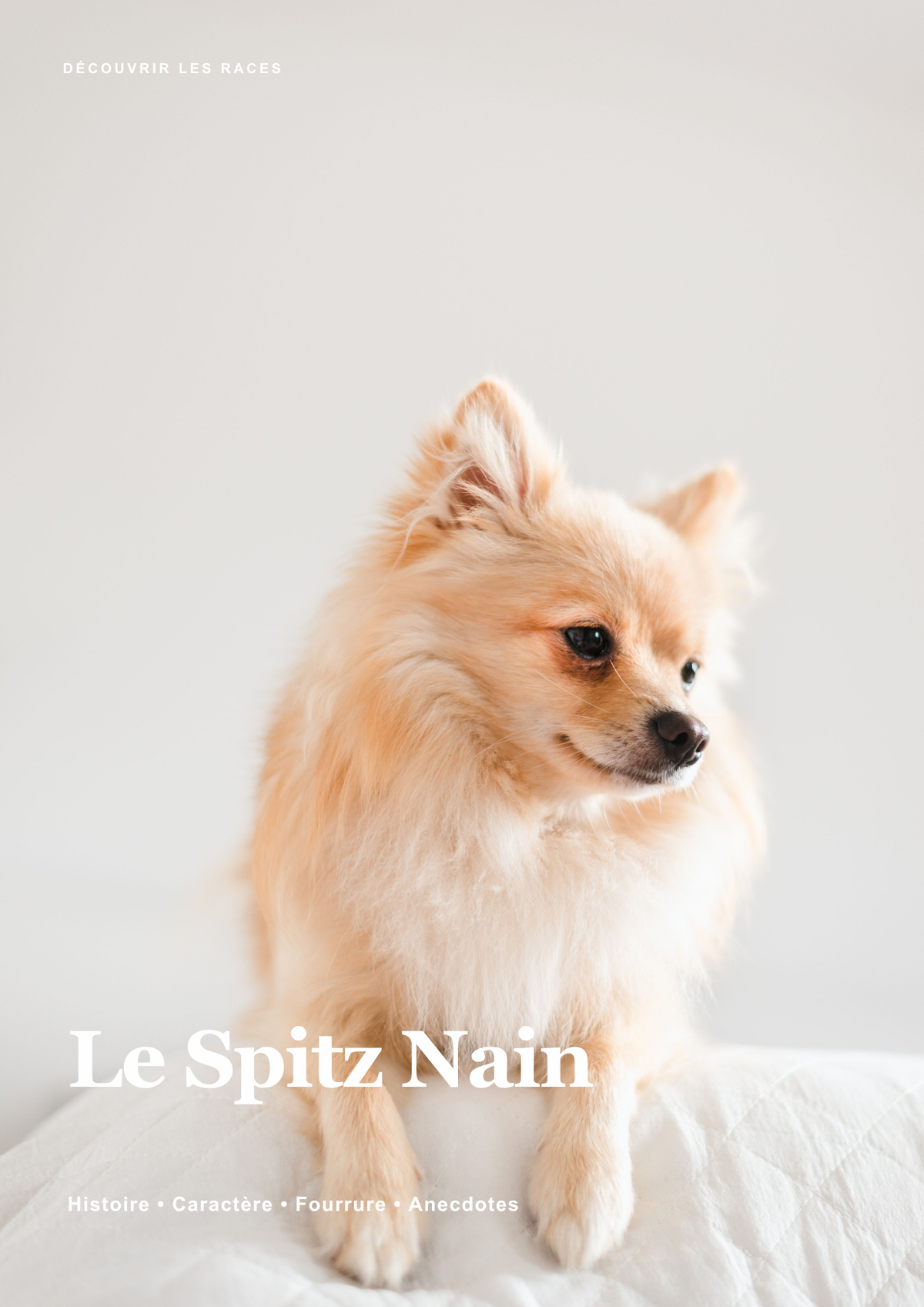 Découvre le Spitz Nain !