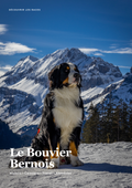 Découvre le Bouvier Bernois !