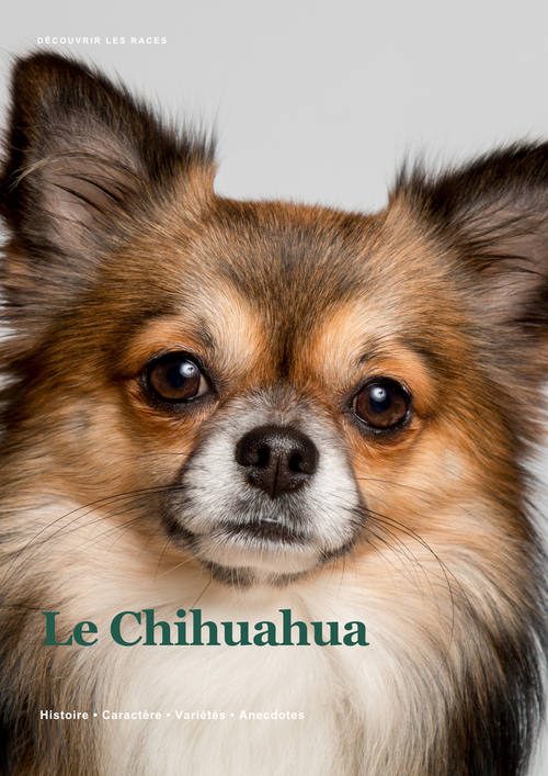 Découvre le Chihuahua !