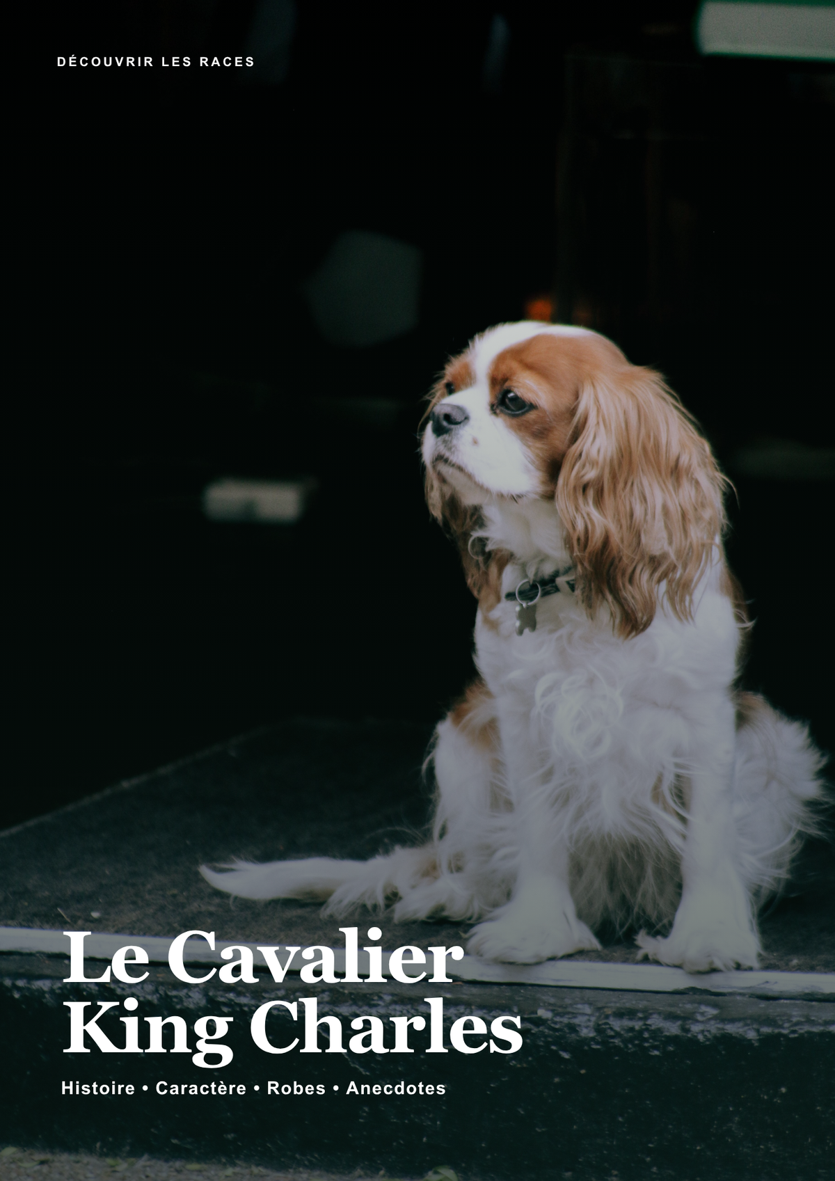 Découvre le Cavalier King Charles !