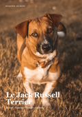 Découvre le Jack Russel Terrier !