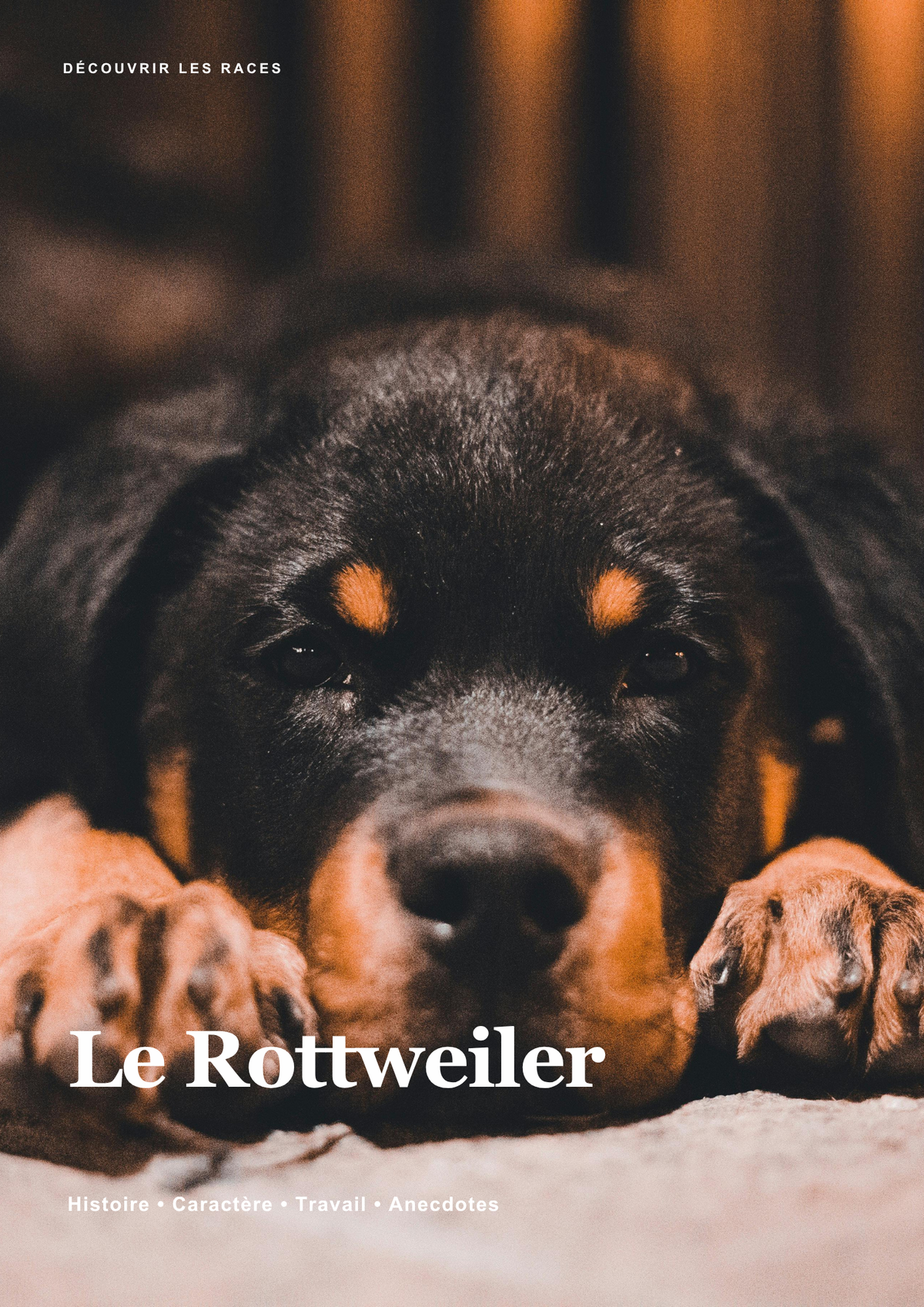Découvre le Rottweiler !